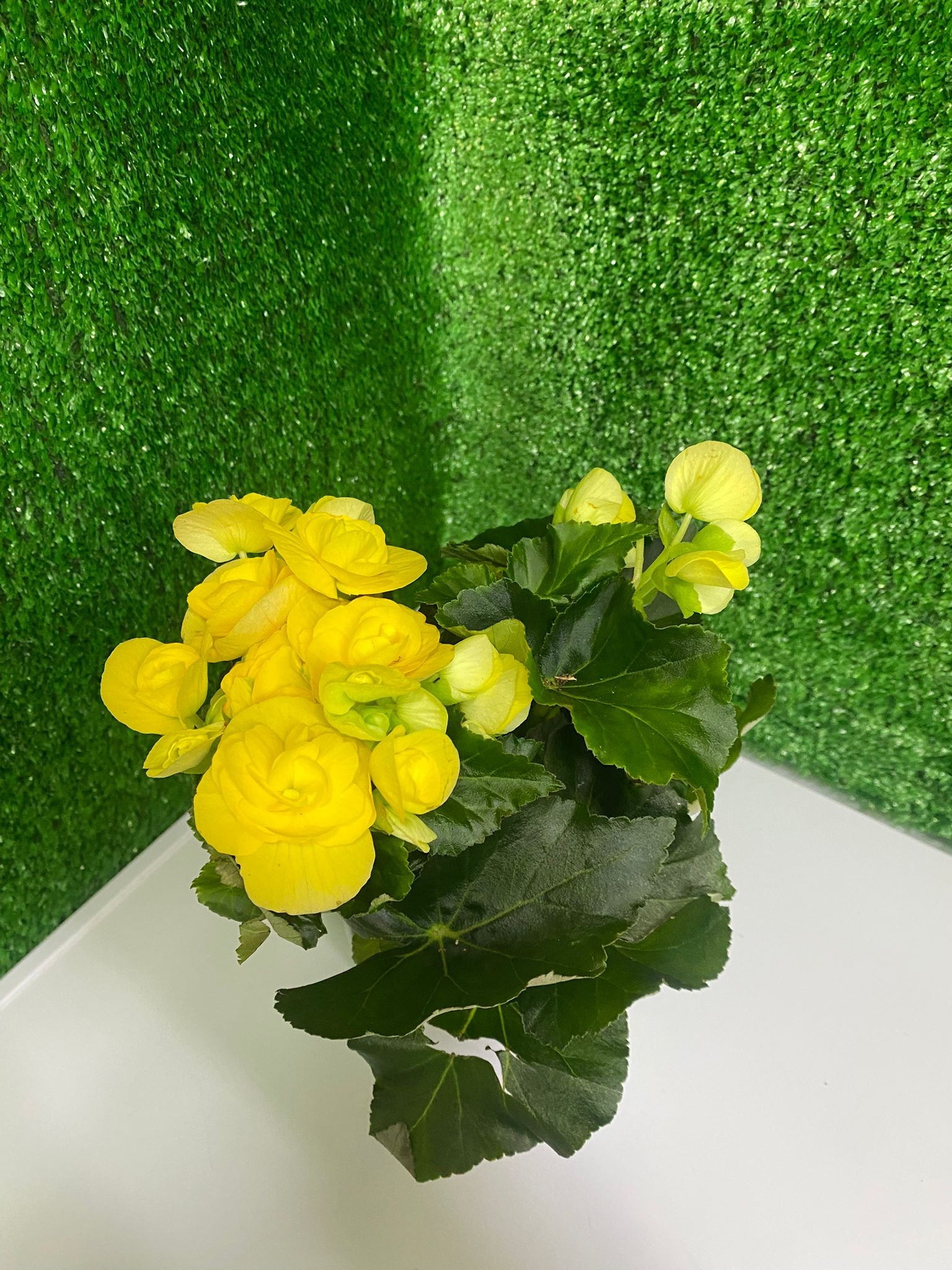 Sarı Begonya (Saksı Çiçeği)